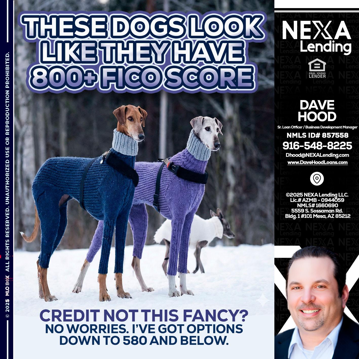 THESE DOGS LOOK - Dave Hood -Sr. Loan Officer / Business Development Manager
